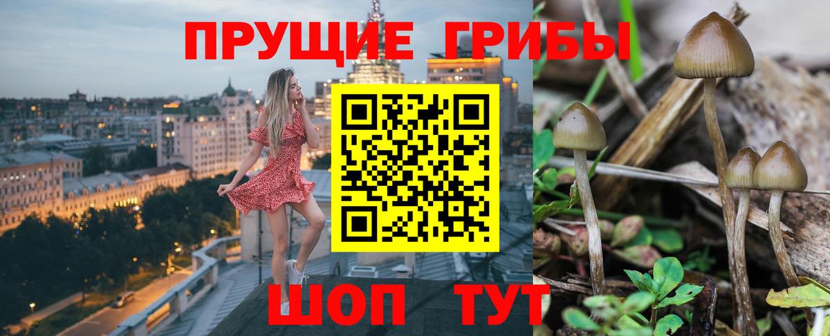 Галлюциногенные грибы Psilocybe Бердск